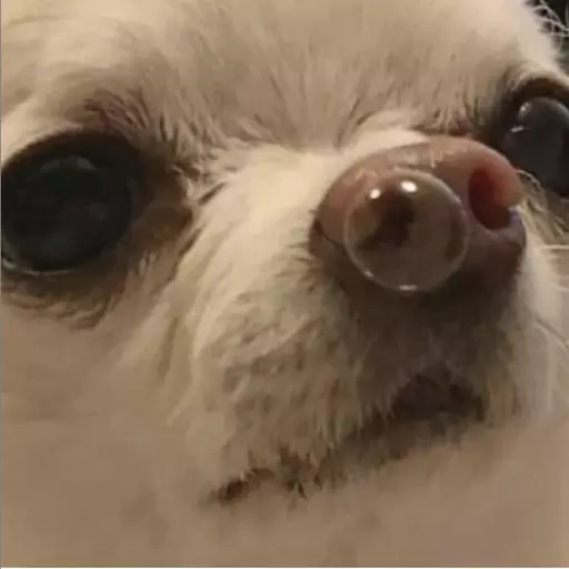 Capuchino