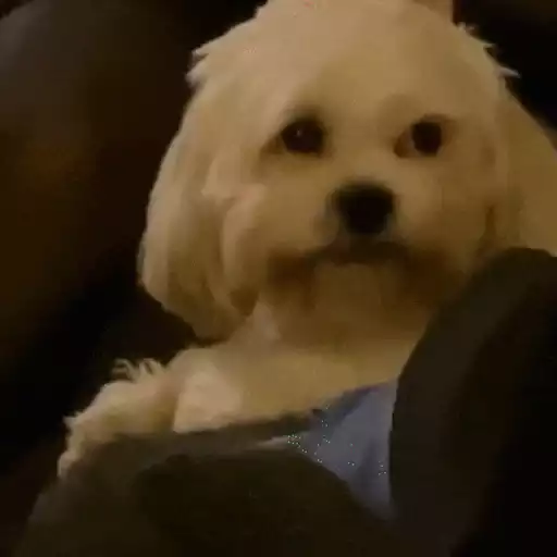 Peter